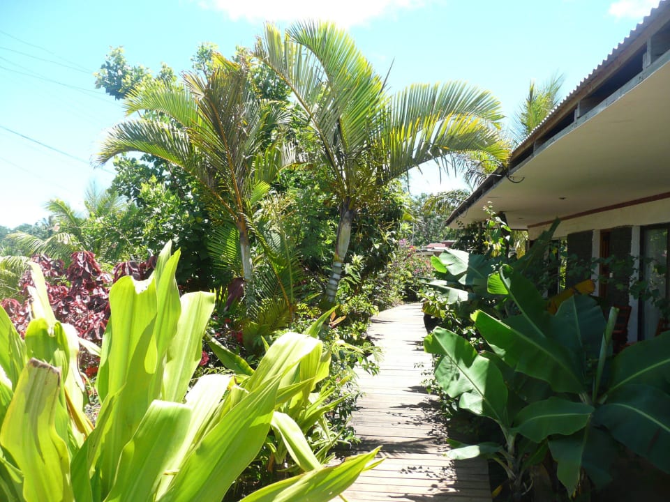 Viel tropisches Grün Hotel Gomero