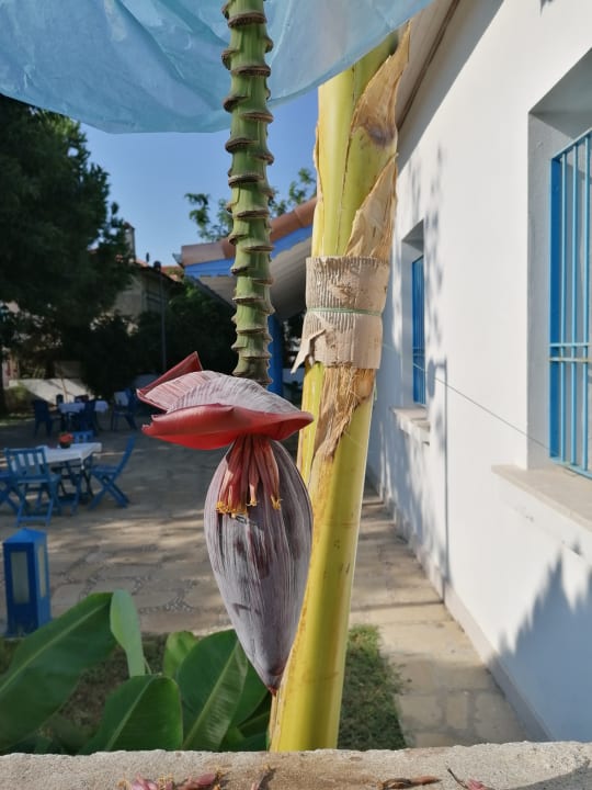 Sonstiges Özlem Garden Hotel