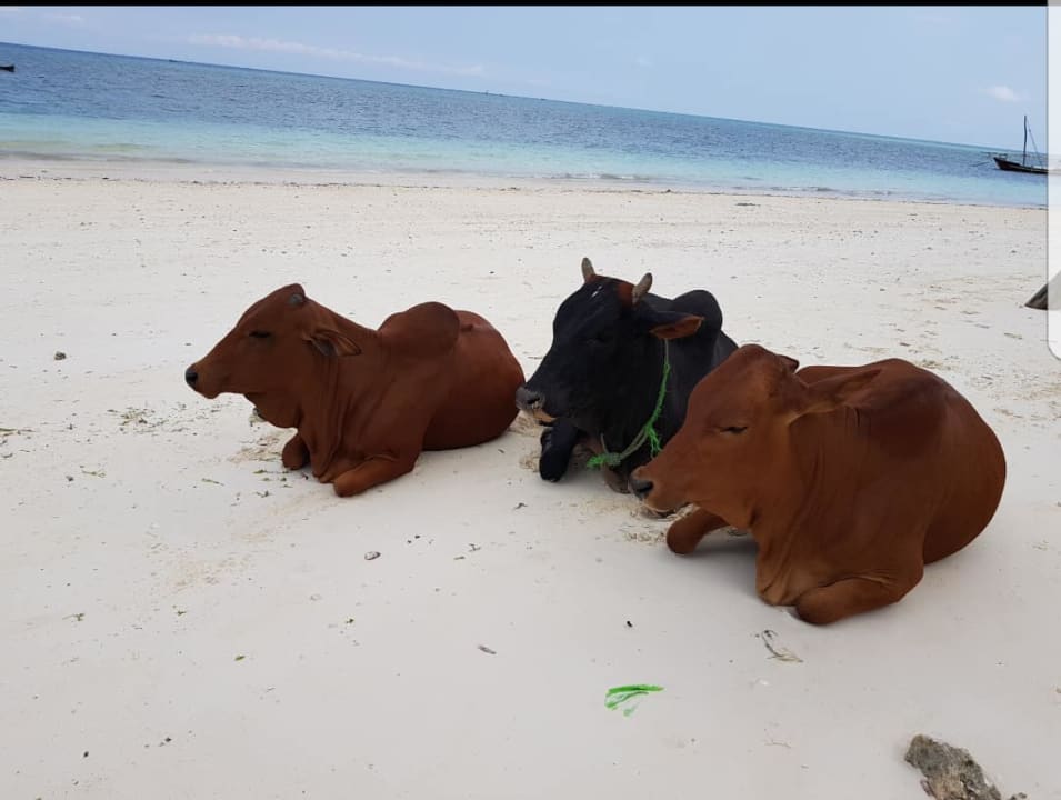 Strand Royal Zanzibar Beach Resort