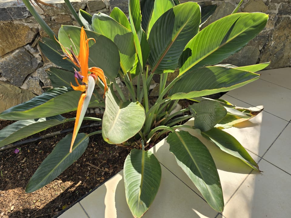 Gartenanlage Hotel Kakkos Bay