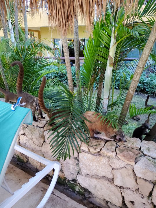 Außenansicht Iberostar Selection Paraiso Maya Suites