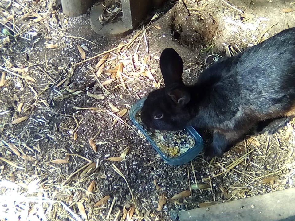 Tiere auf dem Bauernhof Agriturismo Fontelisa