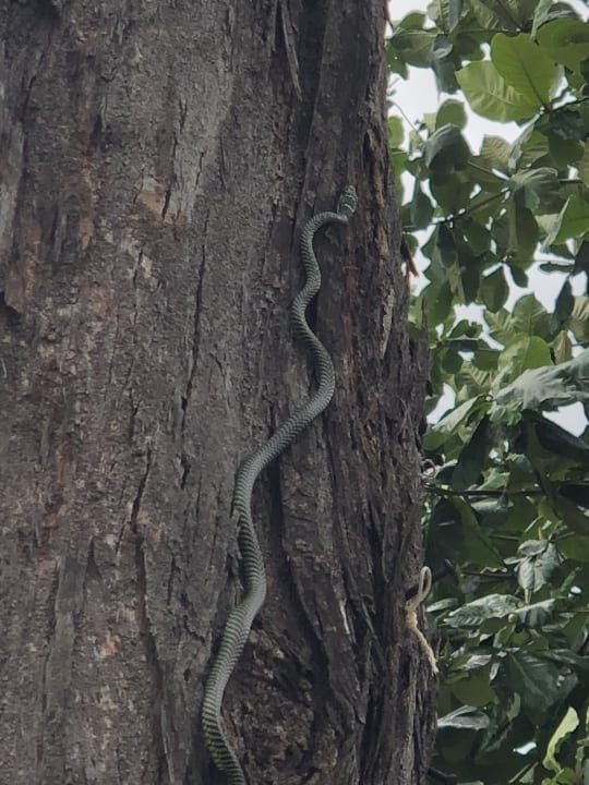 Sonstiges Moracea by Khao Lak Resort