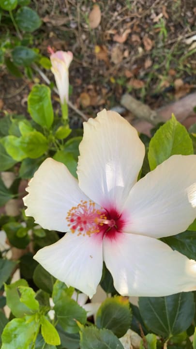 Gartenanlage Seaden Sea World Resort & Spa