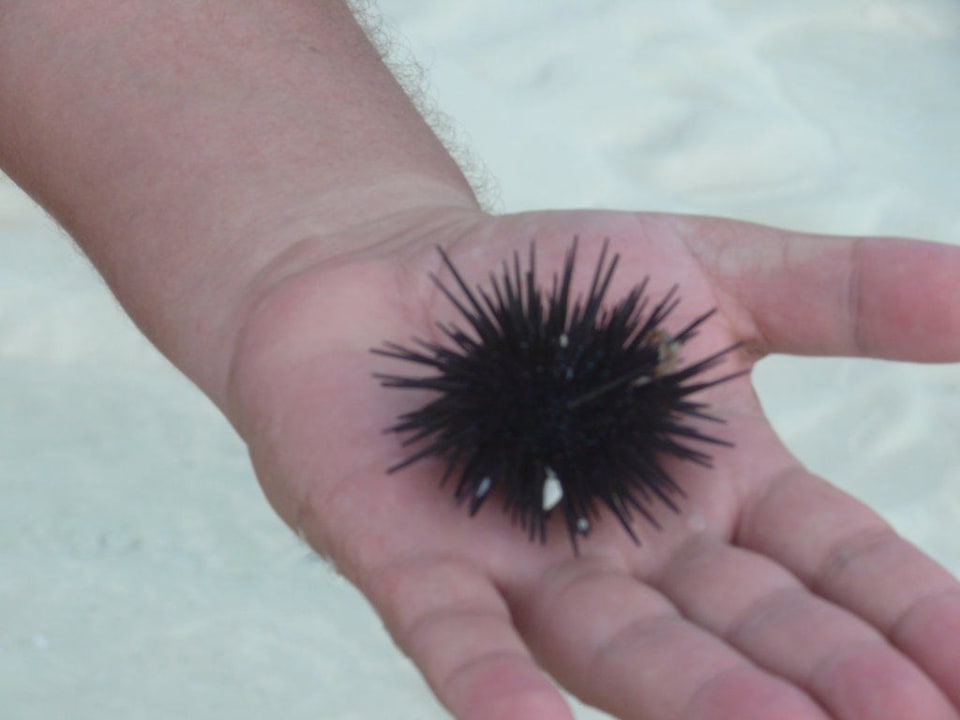 Seeigel Neptune Pwani Beach Resort & Spa