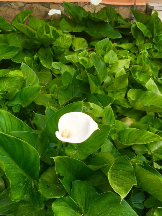 Gartenanlage Özlem Garden Hotel