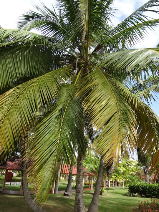 Palme Grand Palladium Select Bávaro Resort & Spa