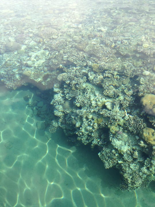 Riff direkt am Hotelstrand Happy Life Village