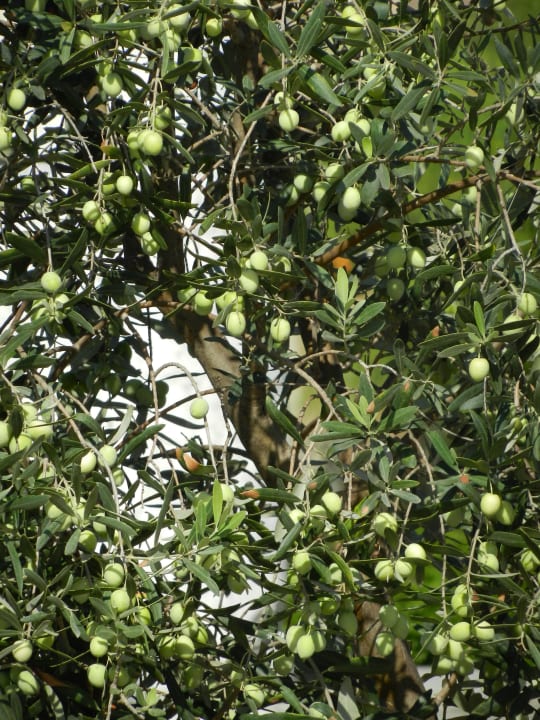 Xanadu  Xanadu Resort Hotel