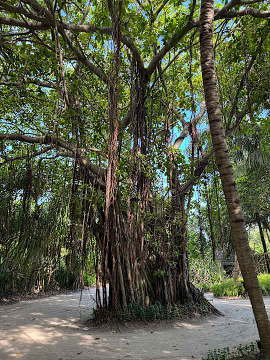 Gartenanlage Kuredu Island Resort & Spa