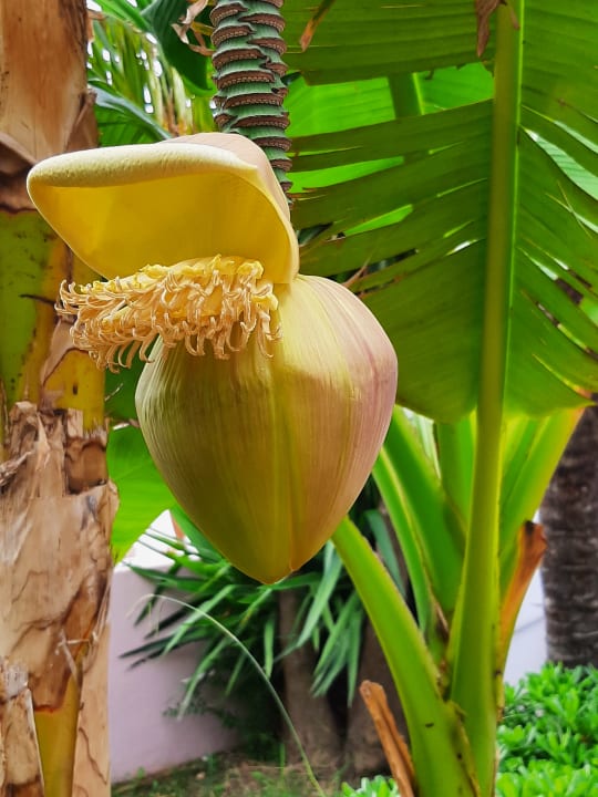 Gartenanlage Iberostar Waves Bellevue