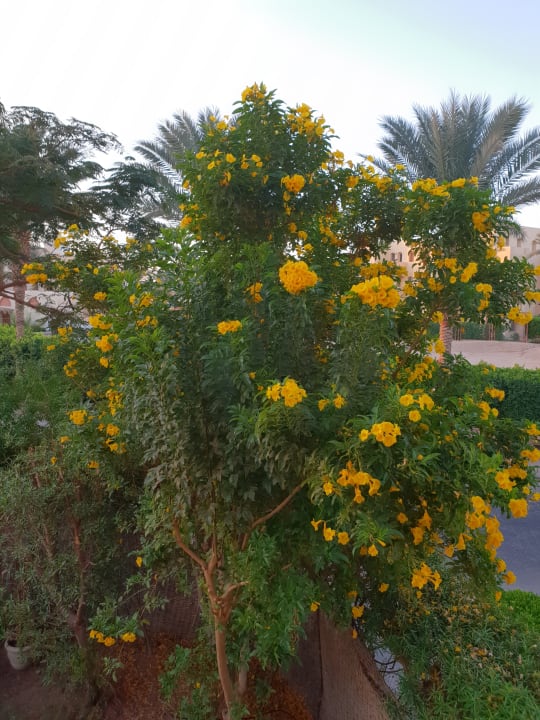 Außenansicht Jaz Makadi Saraya Resort