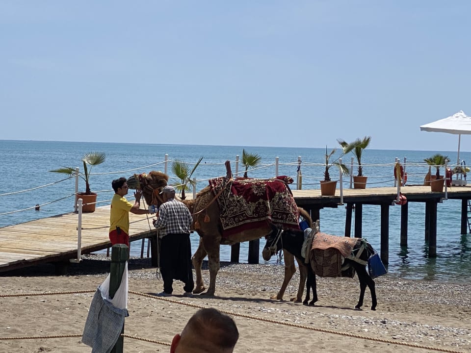 Strand Crystal Family Comfort Collection