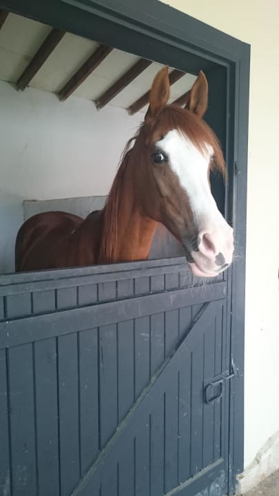 Pferd Hotel Berke Ranch & Nature