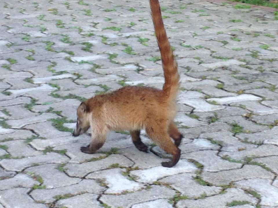 Nasenbär Grand Palladium Kantenah Resort & Spa