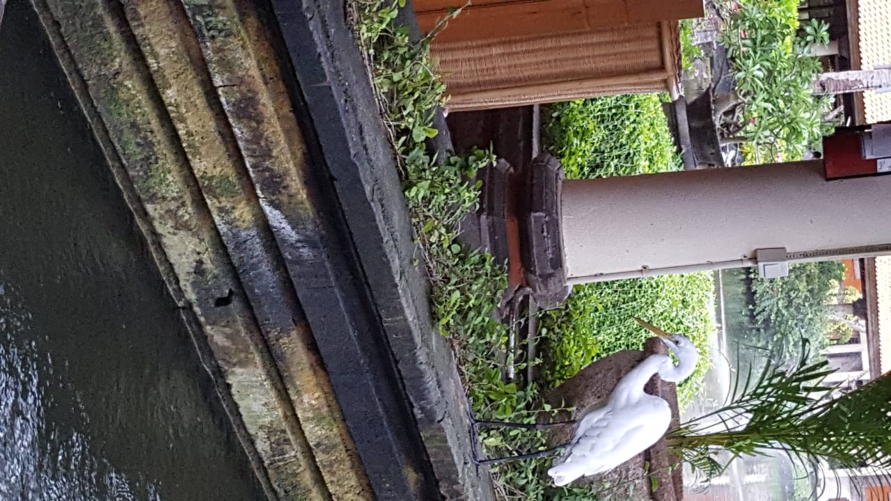 Vogel beim Frühstücksbuffet Ayodya Resort Bali
