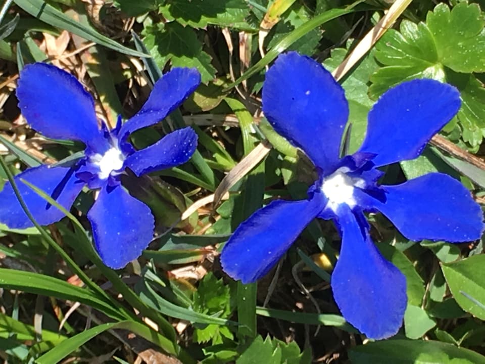 Gartenanlage Barbaras Landhaus & Barbaras Ferienwohnung Vermittlung
