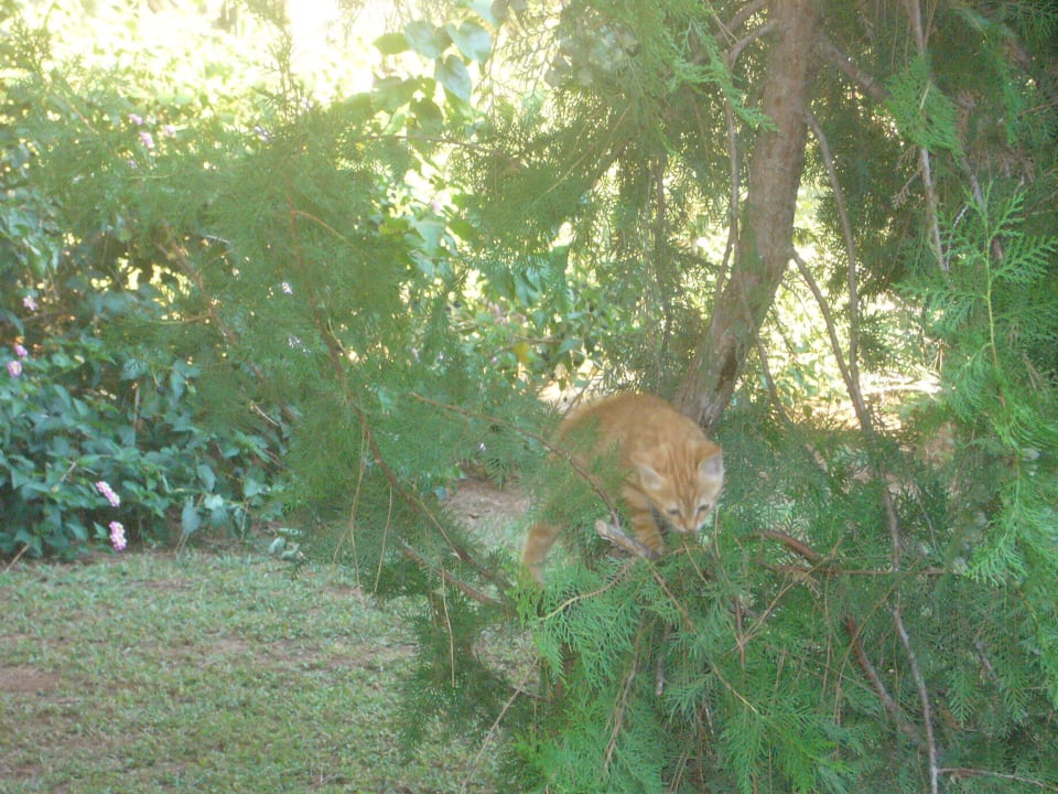 Glückliche gesunde Katzen Sirene Belek Hotel