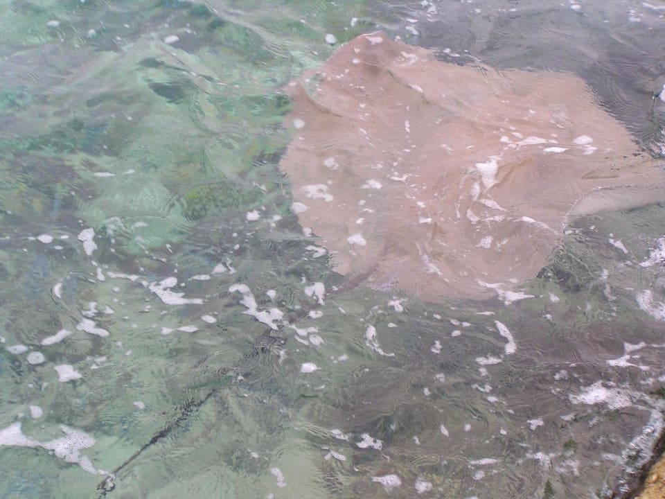 Stachelrochen Summer Island Maldives