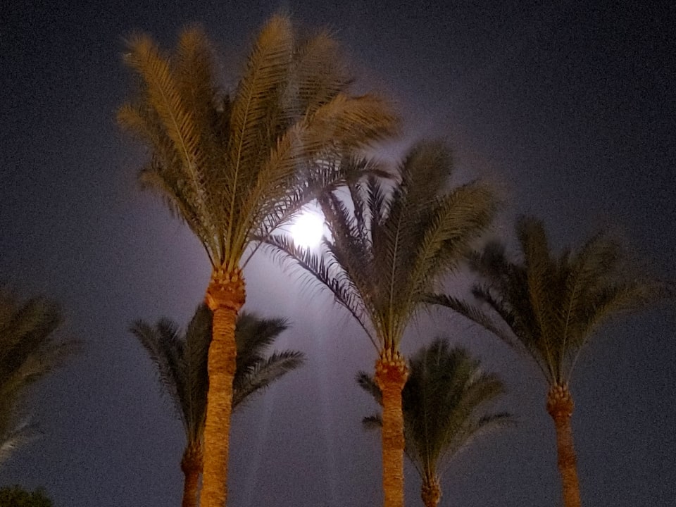 Sonstiges Jaz Solaya