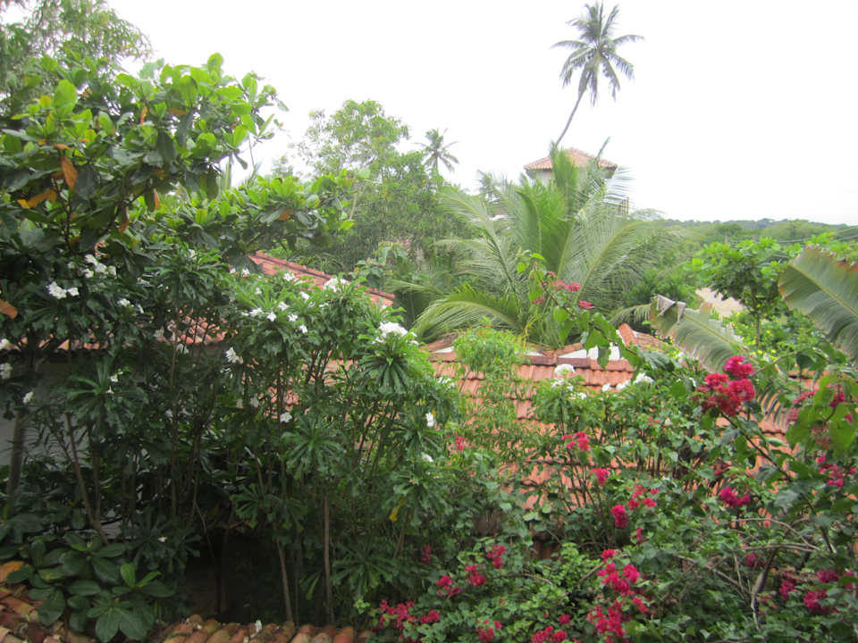 Blick in den Ibis Garten Ibis Guesthouse