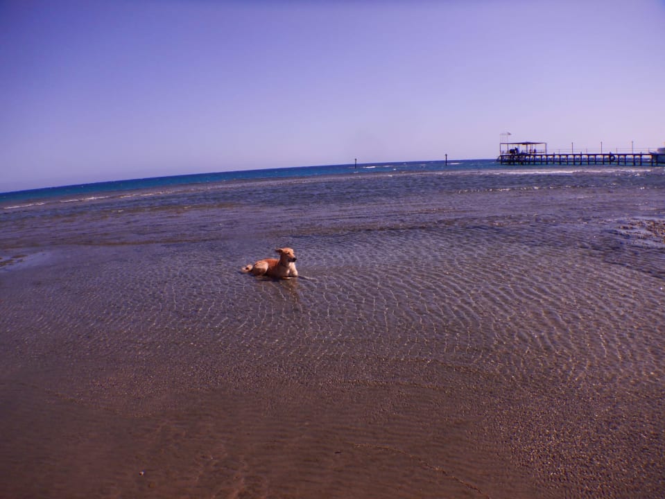 Strand Shams Alam Beach Resort