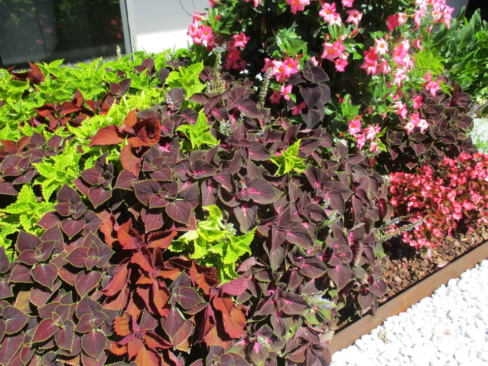 Sonstiges Millor Sol