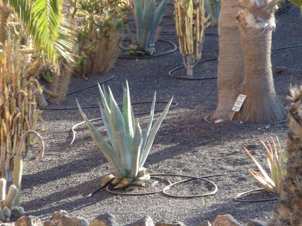 Garten Hotel Oasis Dunas