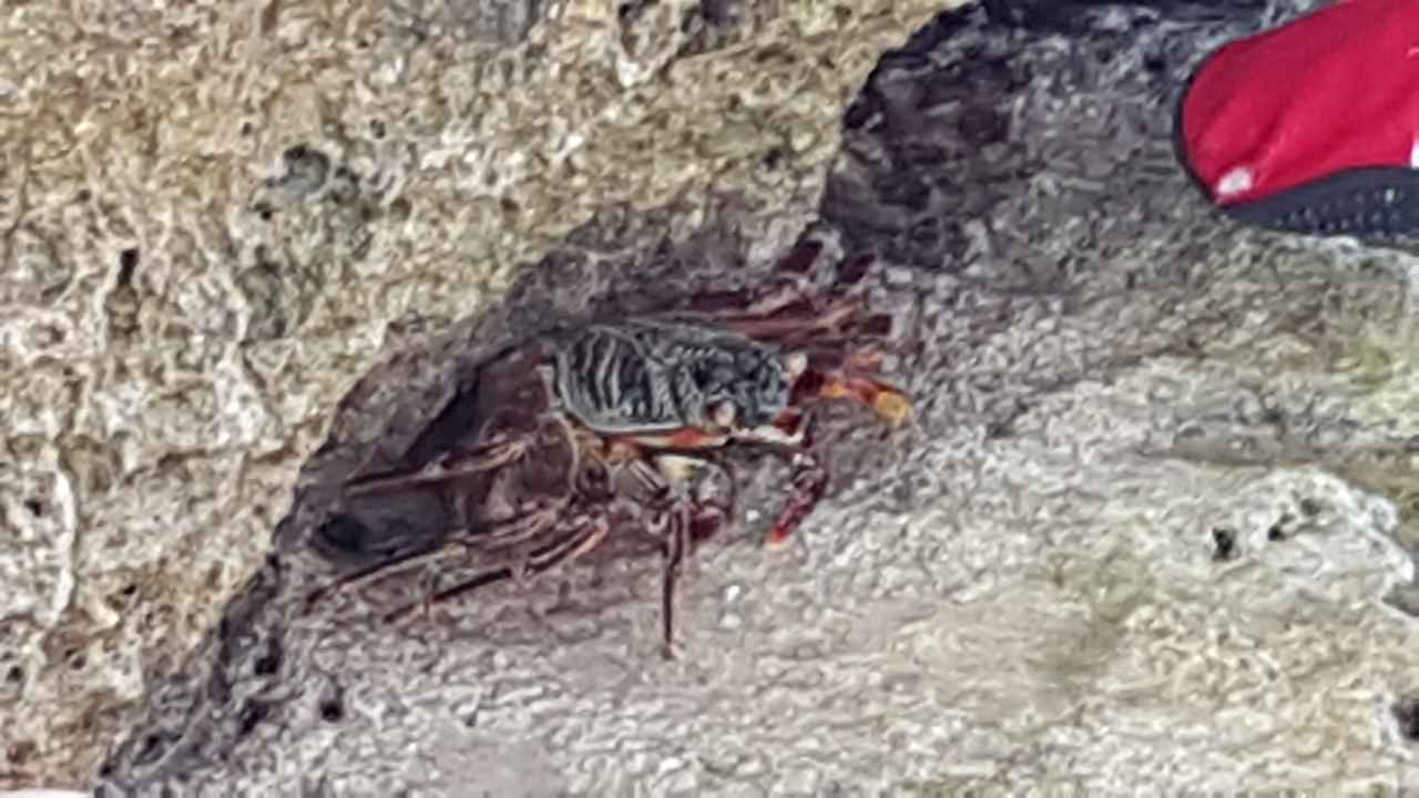 Strand Pickalbatros Citadel Resort