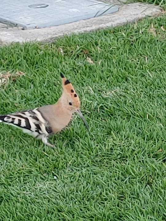 Sonstiges Pickalbatros Palace Resort