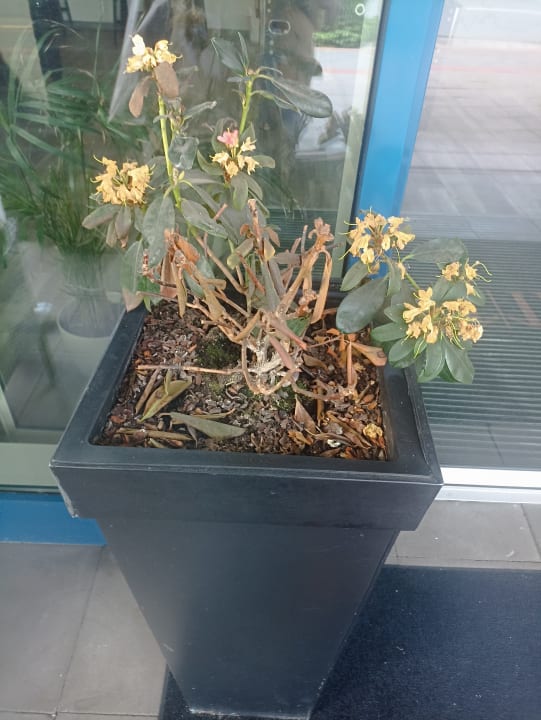 Gartenanlage DORMERO Hotel Hannover-Langenhagen Airport