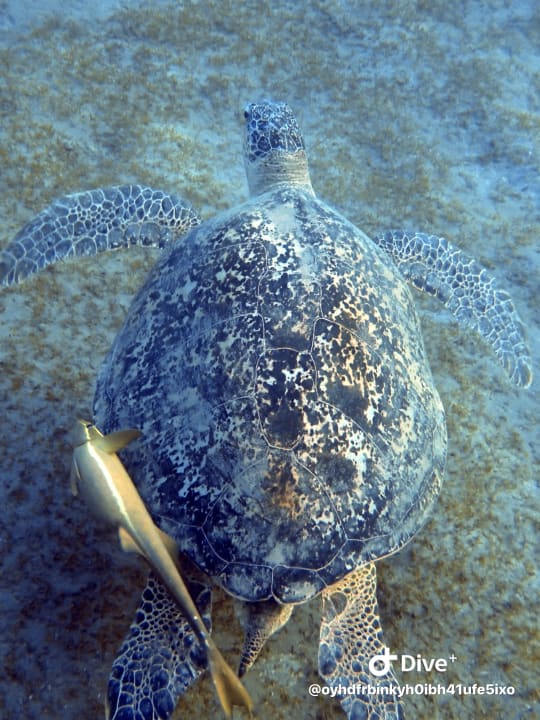 Strand Shams Alam Beach Resort