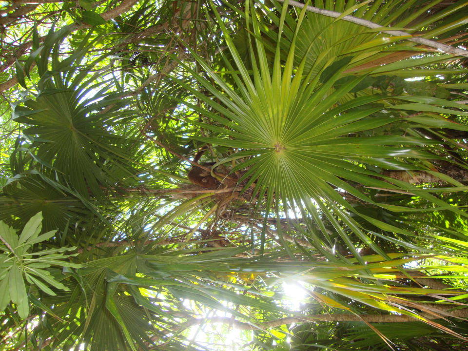 Hotel Catalonia Playa Maroma Catalonia Playa Maroma