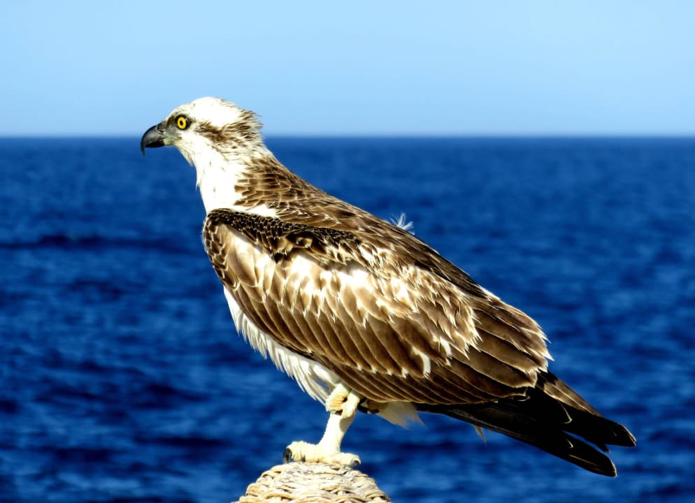 Der Fischadler war ein täglicher Besucher Steigenberger Coraya Beach - Adults only