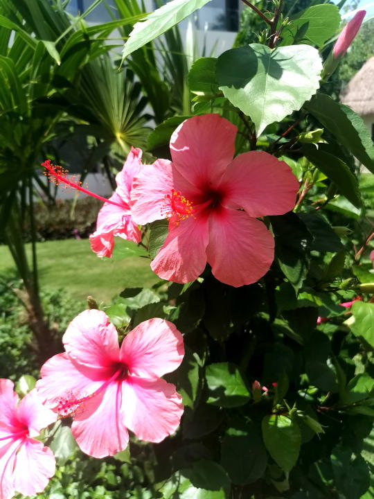 Gartenanlage Bahia Principe Grand Tulum