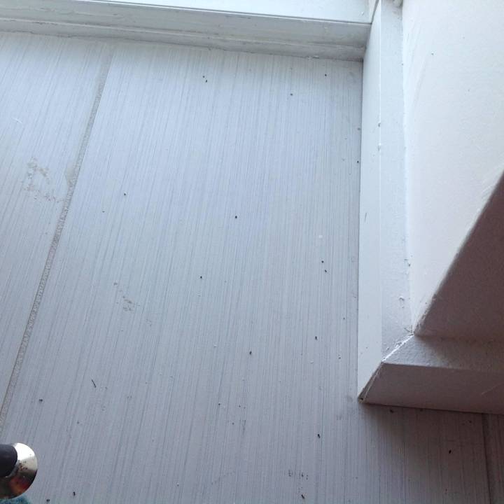 "Superior Suite" Ameisen nach Giftbehandlung Royal Palm South Beach Miami, a Tribute Portfolio Resort