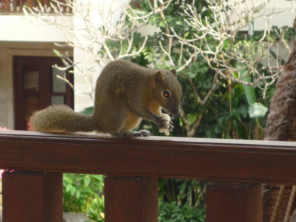 Unser täglicher Balkongast Puri Santrian