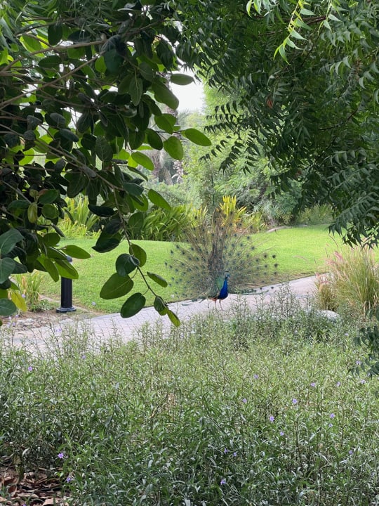 Gartenanlage JA Palm Tree Court