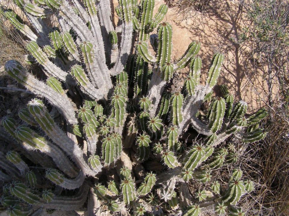 Garten Allegro Agadir