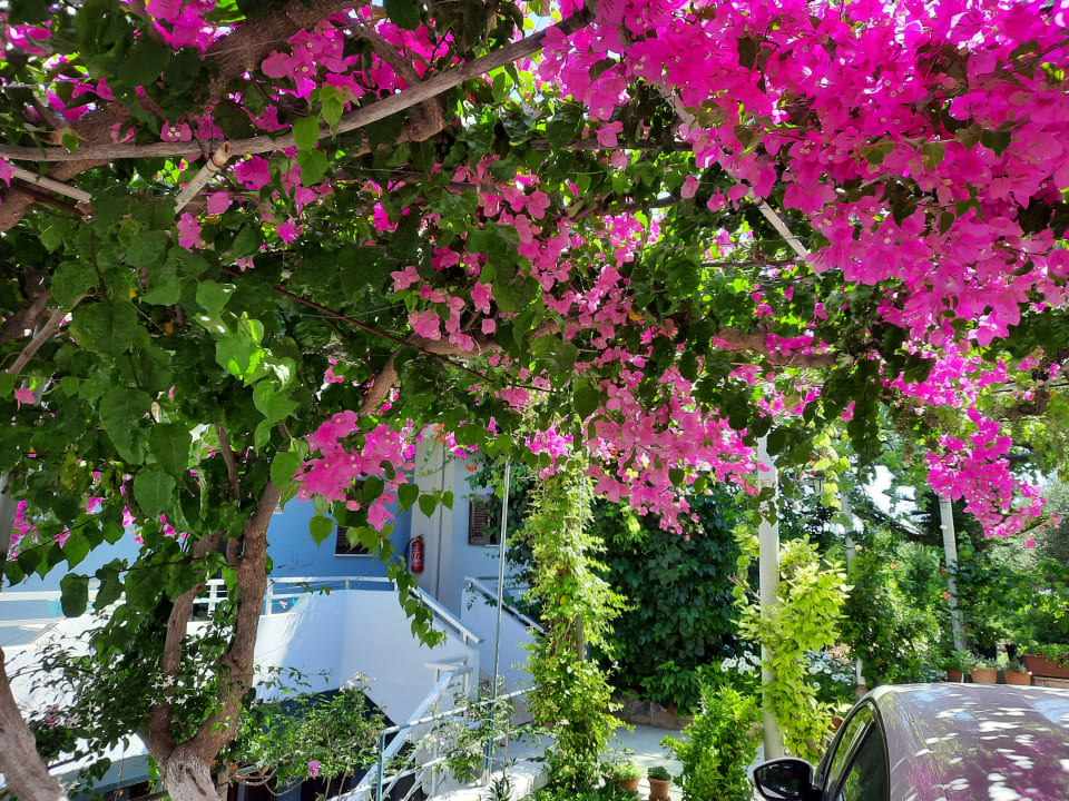 Gartenanlage Oasis Scaleta Hotel