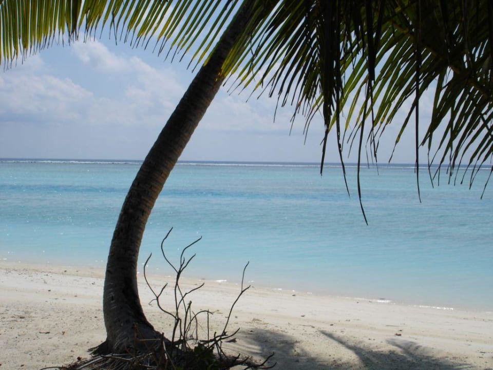 Strand vor den 200er Landvillen Meeru Maldives Resort Island