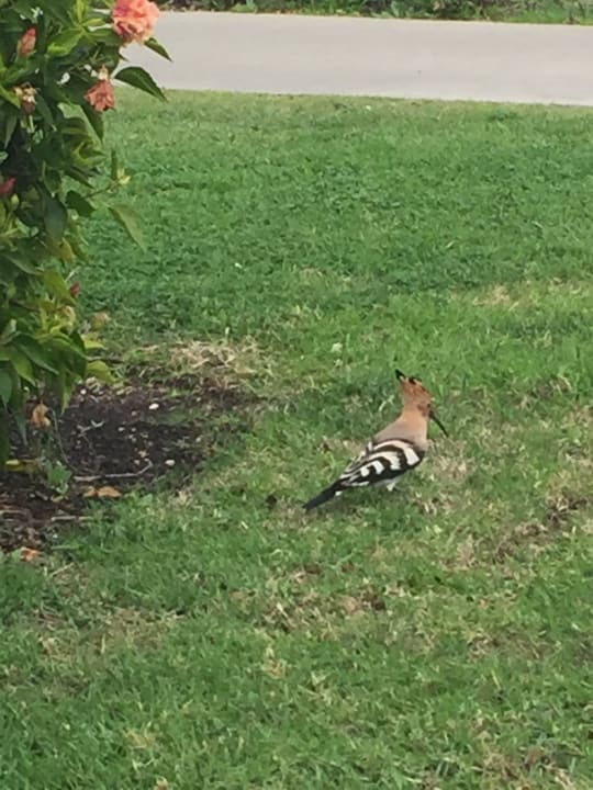 Gartenanlage ROBINSON QUINTA DA RIA