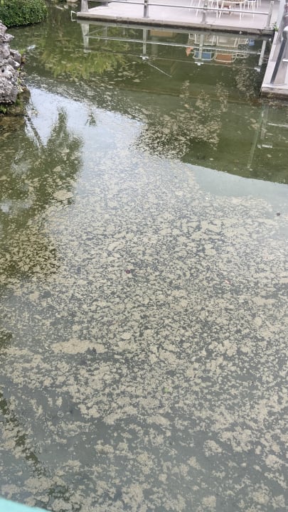 Gartenanlage Iberostar Waves Punta Cana