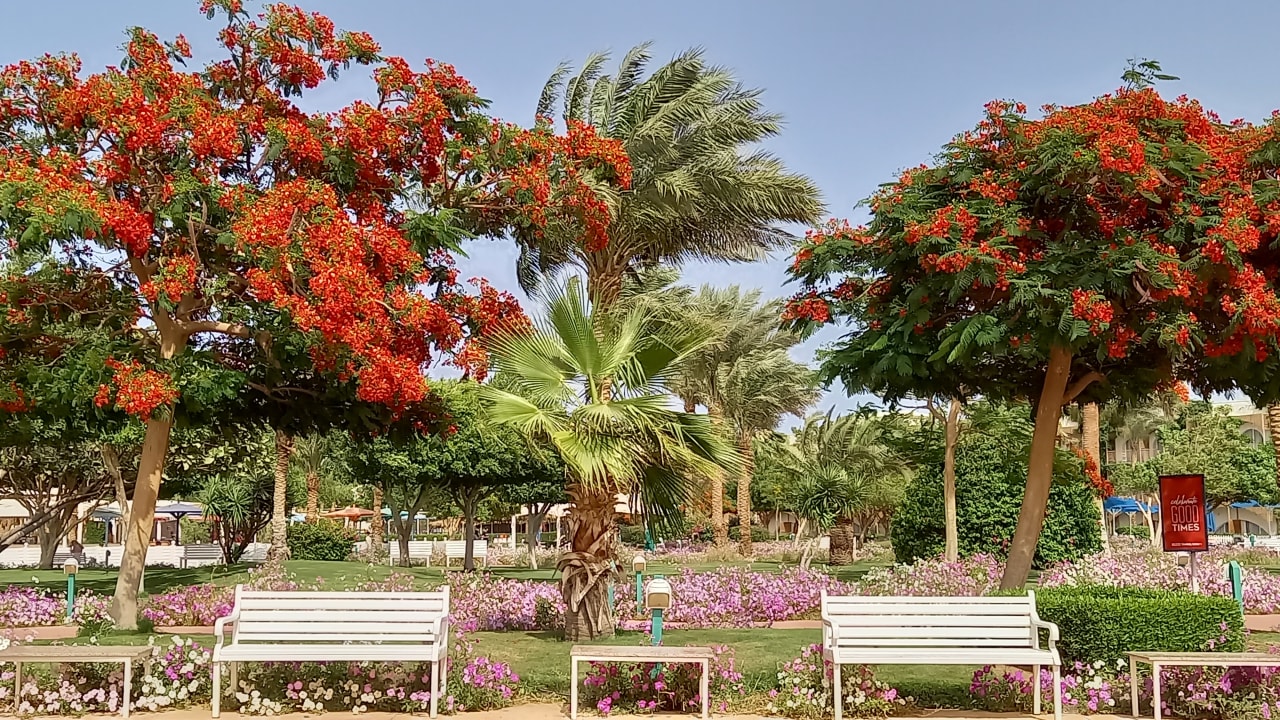 Gartenanlage Desert Rose