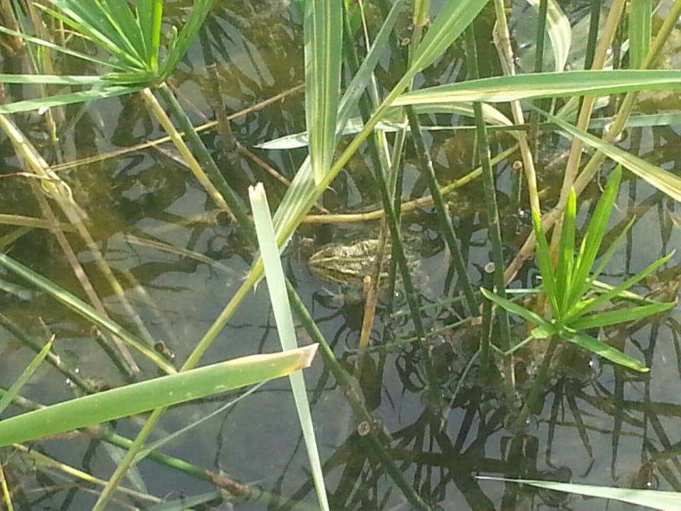 Unser Plagegeist Paloma Pasha