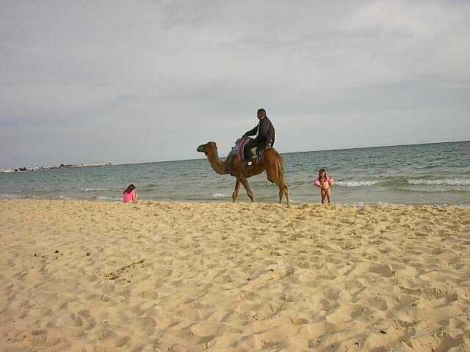 Op de kameel The Orangers Beach Resort and Bungalows