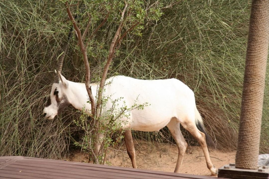 Al Maha, Oryxantilopen am Suitenpool Al Maha, A Luxury Collection Desert Resort & Spa