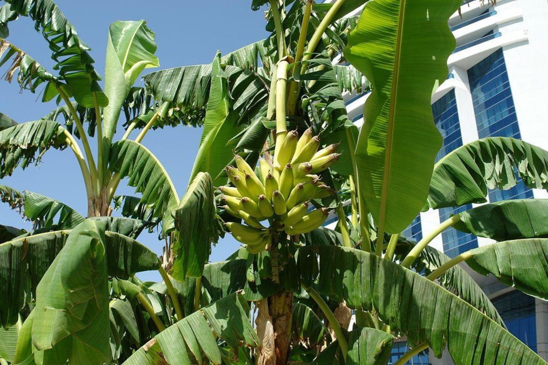 Bananenbaum Hotel Le Meridien Al Aqah Beach Resort