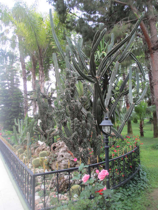 Красивая растительность Botanik Hotel & Resort