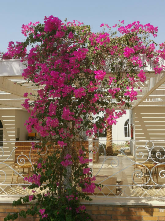 Gartenanlage Desert Rose